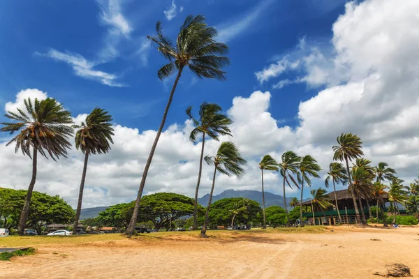 Pálmafákkal Trópusi Tengerparton Haleiwa Északi Partján Oahu Hawaii — Stock Fotó