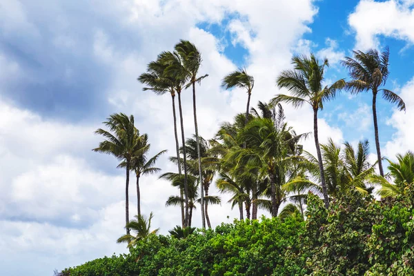 Pálmafákkal Trópusi Tengerparton Haleiwa Északi Partján Oahu Hawaii — Stock Fotó