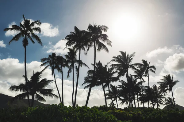 Pálmafák Kék Háttér Tropical Beach Oahu Hawaii — Stock Fotó