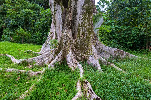 Riesiger Baum Mit Großen Mächtigen Wurzeln Tropischen Wald Von Oahu — Stockfoto