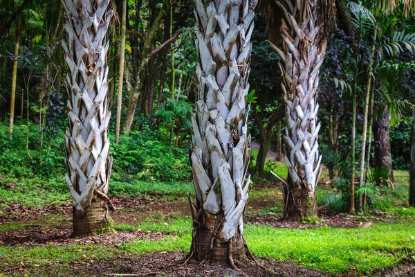 Drei Palmenstämme Botanischen Garten Auf Der Insel Oahu Hawaii — Stockfoto