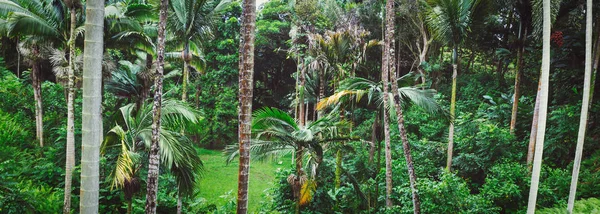 Panoramabild Des Tropischen Waldes Auf Der Insel Oahu Hawaii — Stockfoto