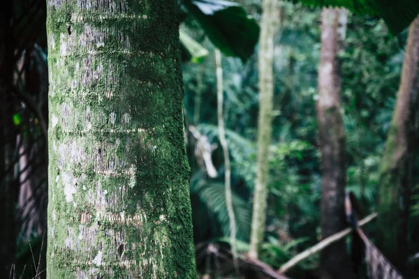 ヤシの木トランクが熱帯森林のオアフ島 ハワイの表示を閉じる — ストック写真