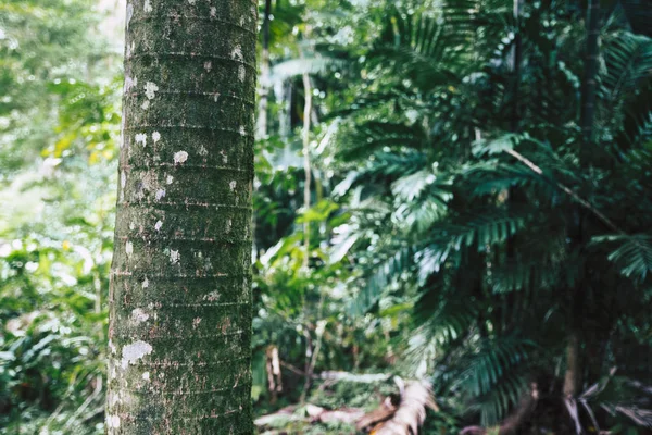 Palmenstamm Aus Nächster Nähe Tropischen Wald Von Oahu Hawaii — Stockfoto
