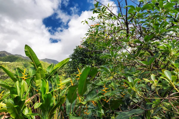 Avocadobaum Und Andere Tropische Pflanzen Garten Insel Oahu Hawaii — Stockfoto