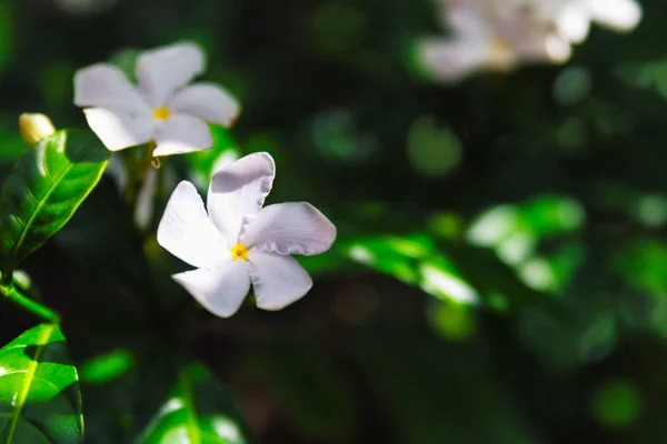 ハワイの熱帯森林で白いプルメリアの花 — ストック写真