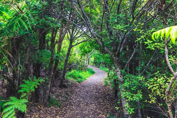 Wanderweg Tropischen Wald Der Nordinsel Neuseeland — Stockfoto