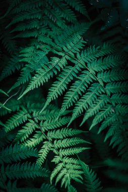 Karanlık fern görüntü arka planı için soyut