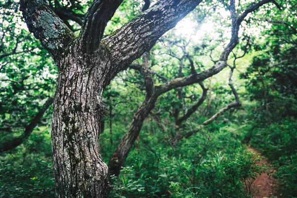 Troncos Árvore Curvilínea Imagem Fundo Natural Tirada Fores — Fotografia de Stock