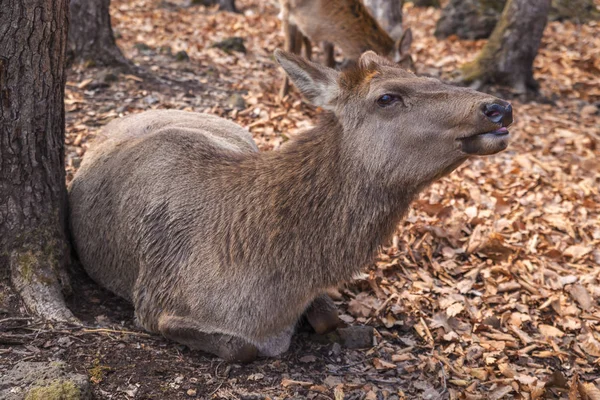 Samice Elk Kterým Strom Lese — Stock fotografie