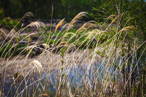 乾いた草とバック グラウンドで川 — ストック写真