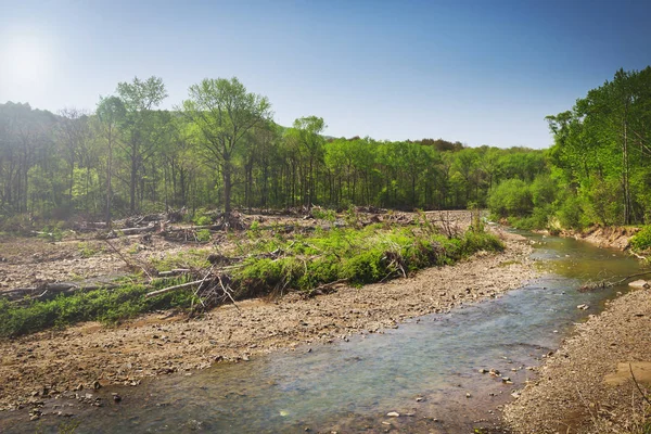 Güneşli bir günde, nehir, düşmüş ağaç ve orman görünümü