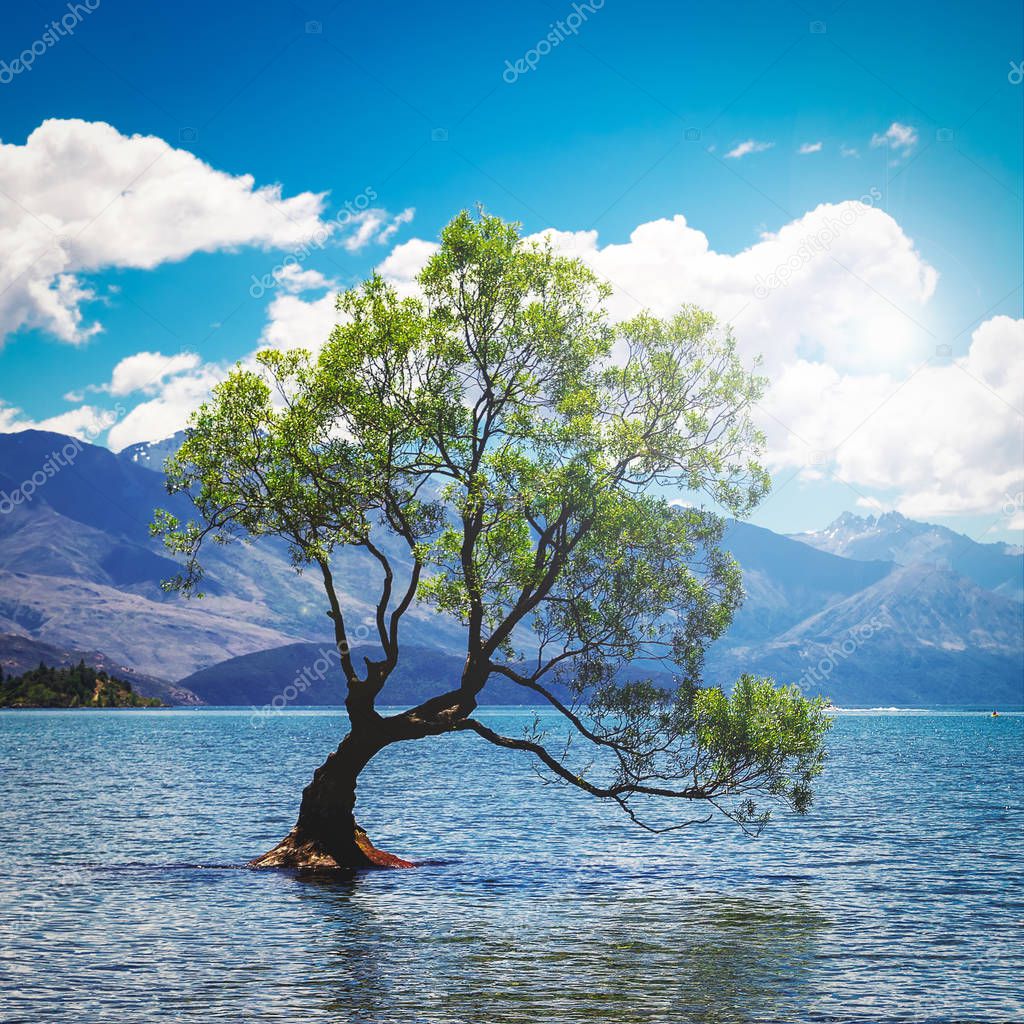Square image of the lonely tree in lake in Wanaka, New Zealand