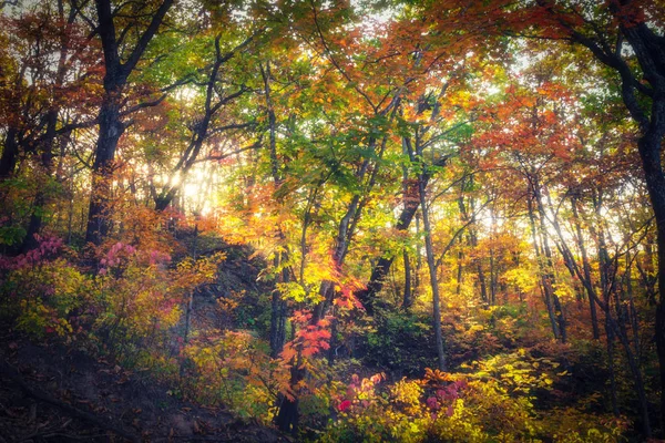 Bela Floresta Outono Com Árvores Coloridas Imagem Borrada Com Sol — Fotografia de Stock