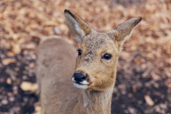 Roe Deer Close Portrait Forest Spring Season — Stock Photo, Image