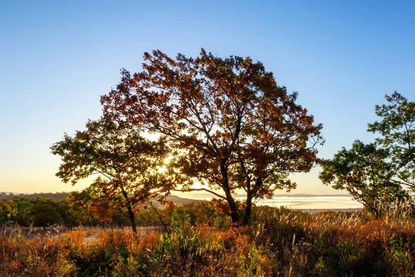 Vista Manhã Vale Floresta Com Sol Brilhando Através Árvore — Fotografia de Stock