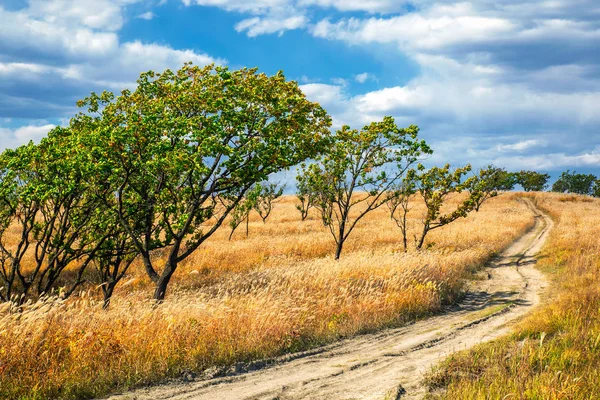 Paisaje Rural Con Hierba Seca Árboles Verdes Temporada Otoño — Foto de Stock