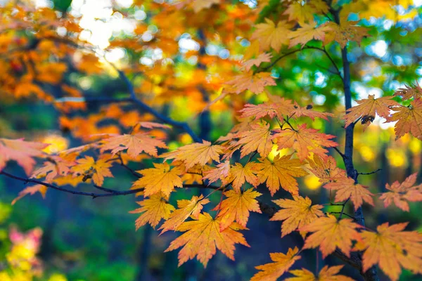 Ramo Bordo Com Folhas Amarelas Temporada Outono Imagem Fundo Natural — Fotografia de Stock