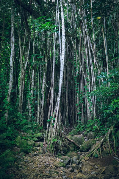 Dark tropical hawaiian forest with lianas and thin tree trunks