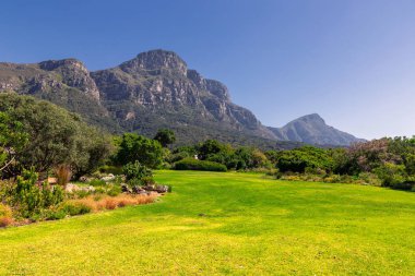KIRSTENBOSCH Botanik Bahçe çim ve dağlar görünümü Cape Town, Güney Afrika