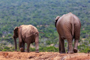 Yetişkin fil ve bebek fil birlikte yürüyüş Addo National Park, Güney Afrika