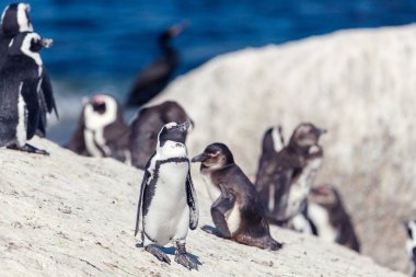 Afrika penguen kolonisi kayalar Beach, Güney Afrika
