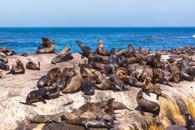 Bir Hout Bay seals birçok ada Cape Town, Güney Afrika için mühür