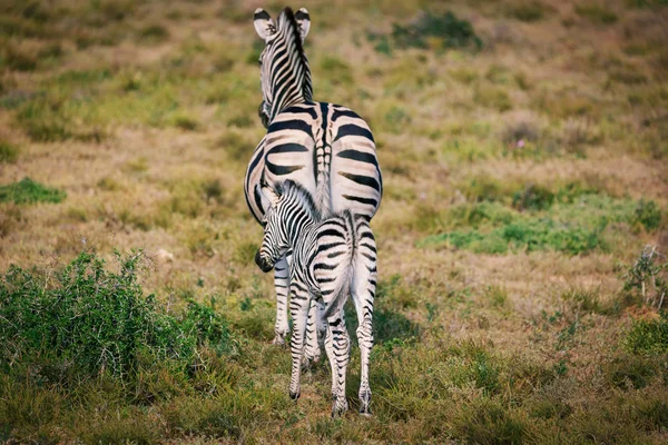 Zebrafohlen Und Mutter Spazieren Gemeinsam Addo Nationalpark — Stockfoto