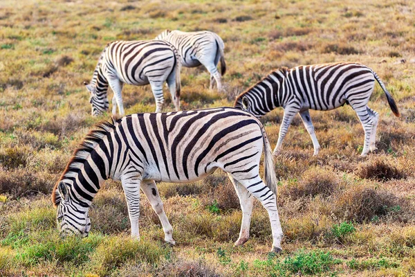 Zebry Jedzenia Trawy Addo National Park Afryka Południowa — Zdjęcie stockowe