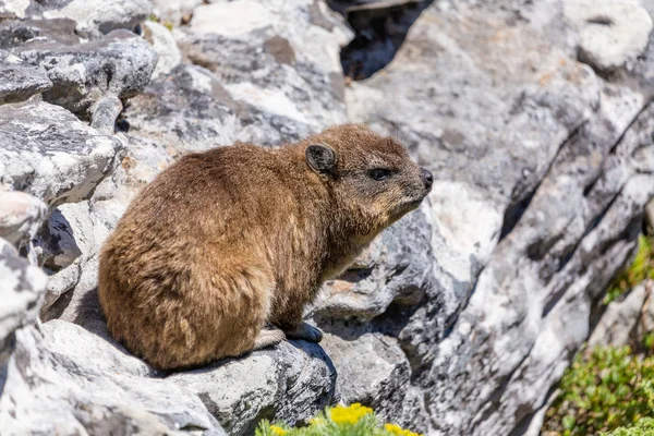 Bliska Strzał Góralek Lub Dassie Szczycie Góry Stołowej Cape Town — Zdjęcie stockowe