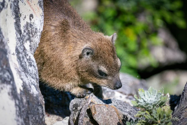 Close Shot Rock Hyrax Dassie Top Table Mountain Cape Town — Stock Photo, Image