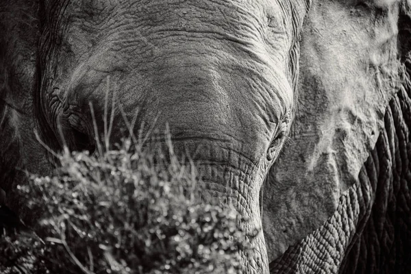 Černobílý Portrét Slona Afrického Křoví Národním Parku Jižní Africe — Stock fotografie