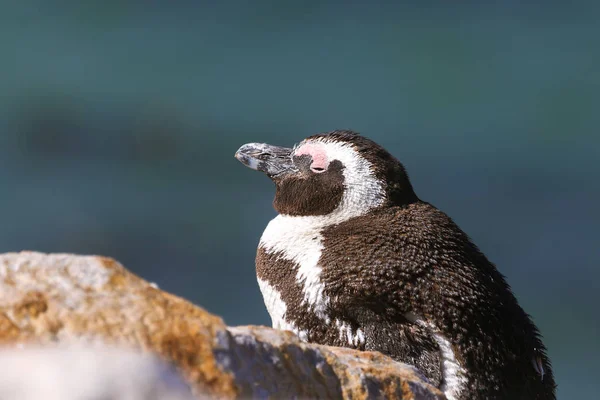 Pingüino Africano Relajándose Roca Sudáfrica — Foto de Stock