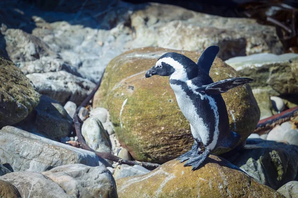 Roliga Afrikanska Penguin Höjde Vingar Förbereder Sig För Att Hoppa — Stockfoto