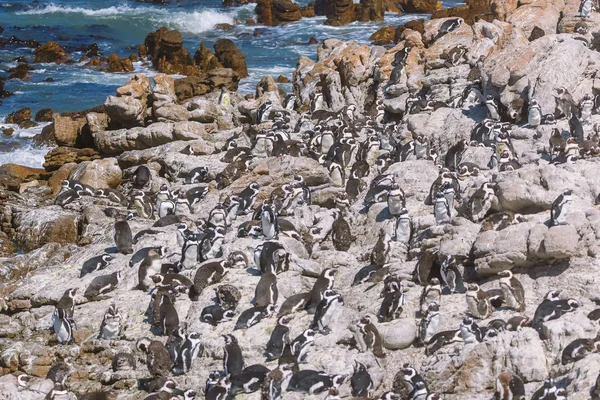Afrikanska Penguin Colony Bettys Bay Sydafrika — Stockfoto