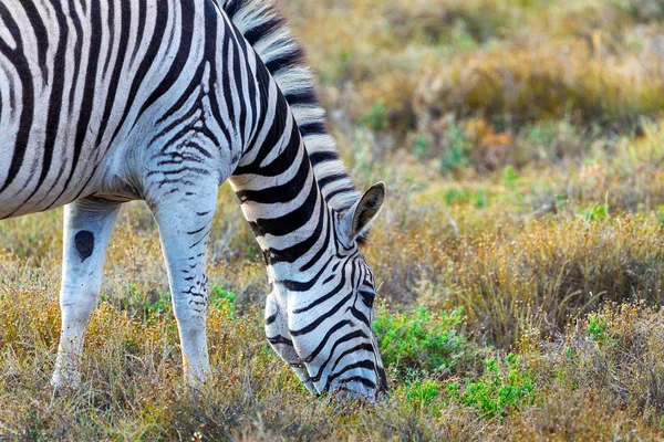 Zèbre Mangeant Herbe Dans Parc National Addo Afrique Sud — Photo