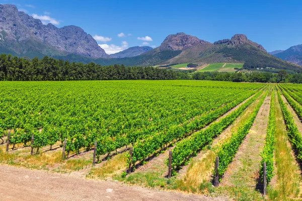 Vineyard Mountains Franschhoek Town South Africa Royalty Free Stock Images