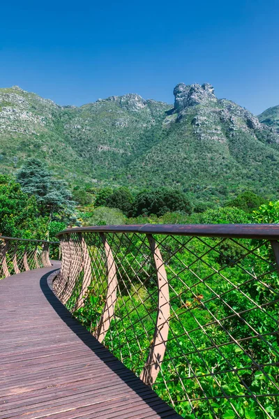 Підвищені Доріжки Видом Kirstenbosch Ботанічний Сад Кейптаун — стокове фото
