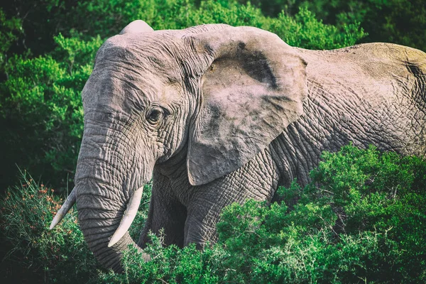 Elefante Africano Arbustos Vista Cerca Parque Nacional Addo Sudáfrica — Foto de Stock