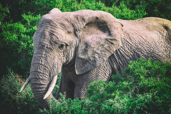 African elephant in bushes close up view in Addo National Park, South Africa