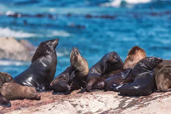 Massor Tätningar Hout Bay Försegla Cape Town Sydafrika — Stockfoto