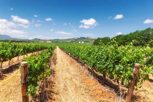 Bağ ve Franschhoek town Güney Afrika dağlarında