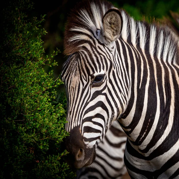 Portrait Carré Zèbre Dans Parc National Afrique Sud — Photo