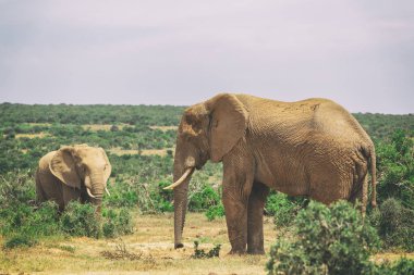 Yetişkin fil ve bebek fil birlikte yürüyüş Addo National Park, Güney Afrika