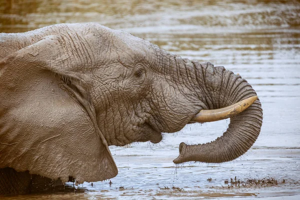 Elefante Africano Bebiendo Lavándose Parque Nacional Addo Sudáfrica — Foto de Stock