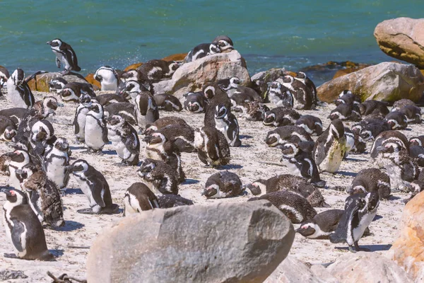 Tučňák Brýlový Kolonie Zátoce Betty Jihoafrická Republika — Stock fotografie