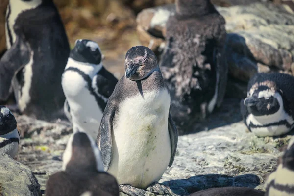 Afrikanska Penguin Colony Bettys Bay Sydafrika — Stockfoto