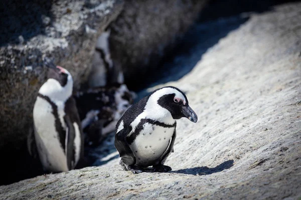 Afrikanska Penguin Colony Boulders Beach Sydafrika — Stockfoto