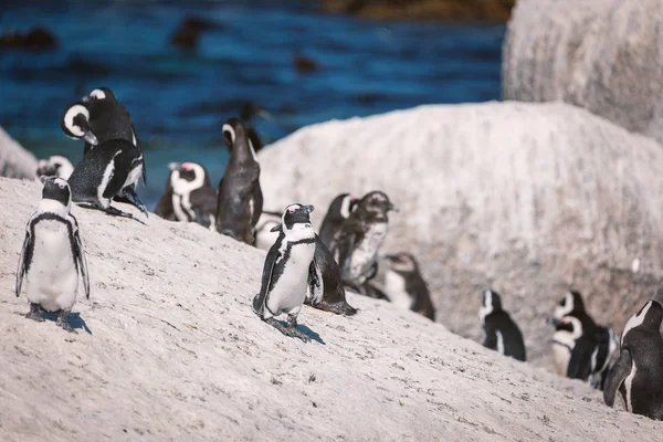 Afrikanska Penguin Colony Boulders Beach Sydafrika — Stockfoto