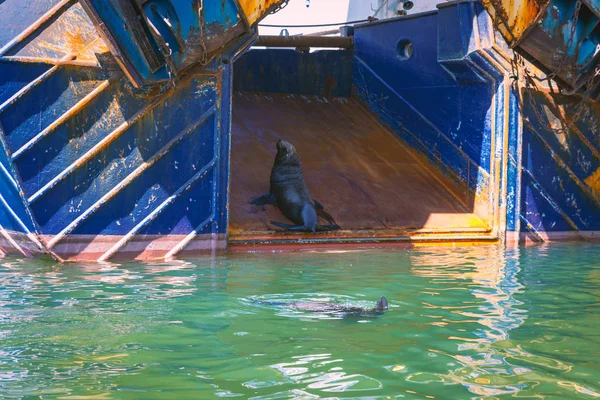 Tätningen Som Sitter Fisketrålare Hamnen Kapstaden Sydafrika — Stockfoto
